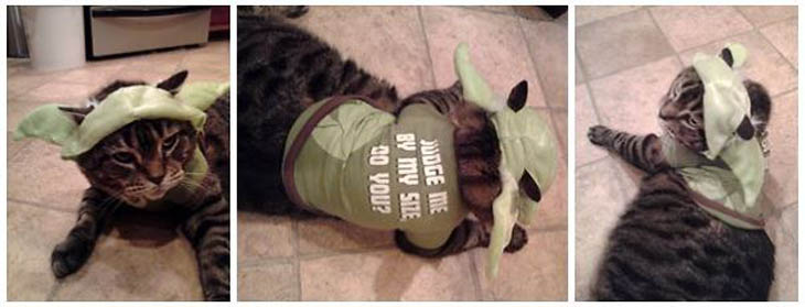 Hilarious Halloween Costumes for Pets