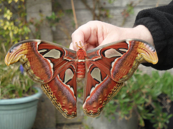 Attacus Atlas