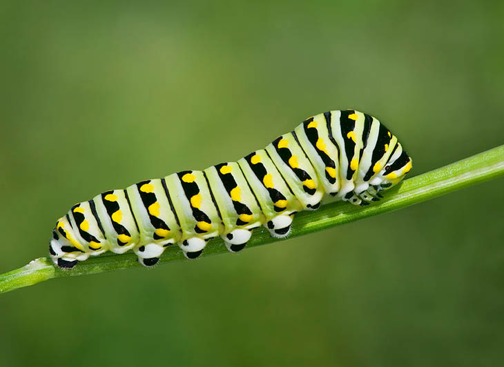 Black Swallowtail