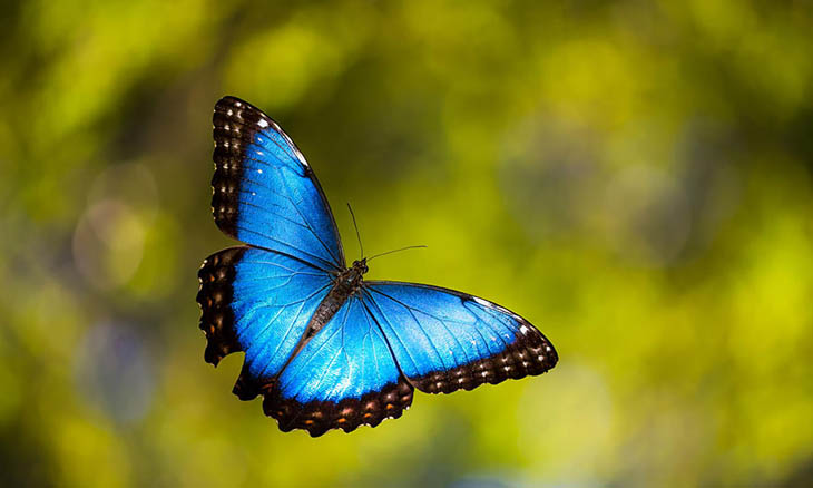 Blue Morpho