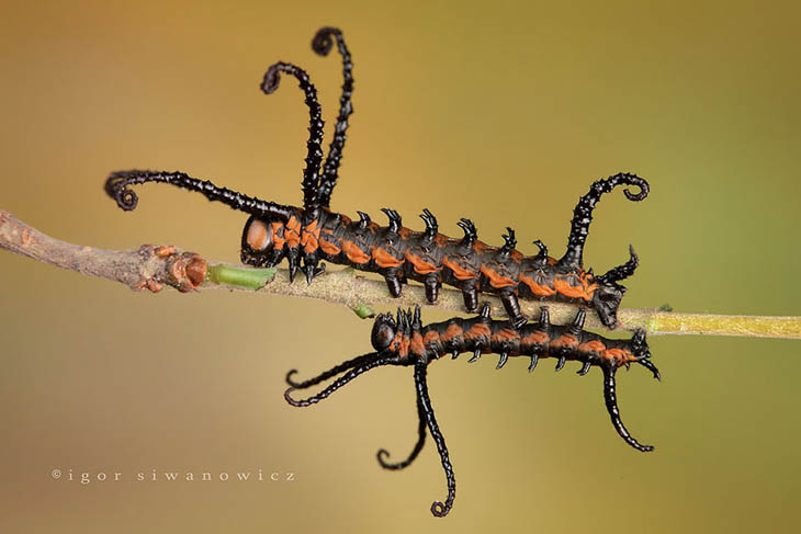 Brahmin Moth