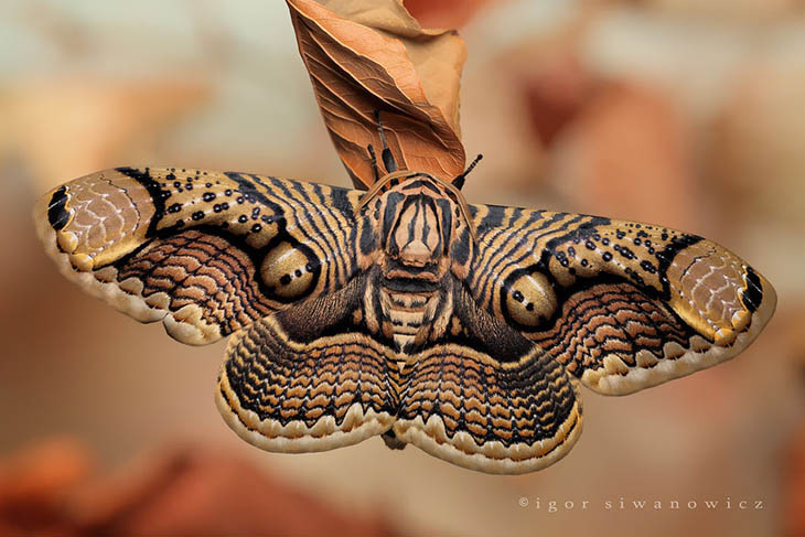 Brahmin Moth