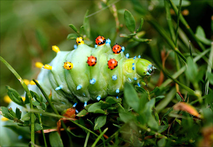 Cecropia