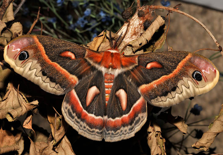 Cecropia