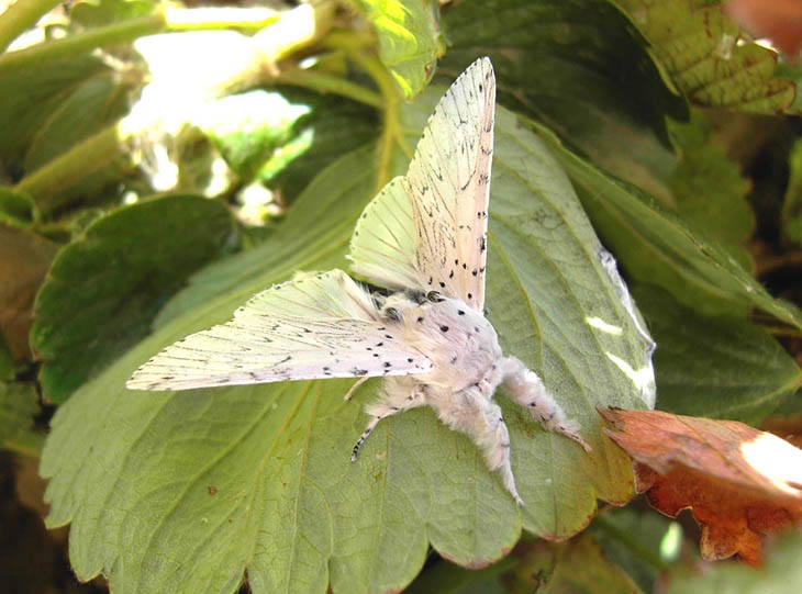 Cerura Vinula