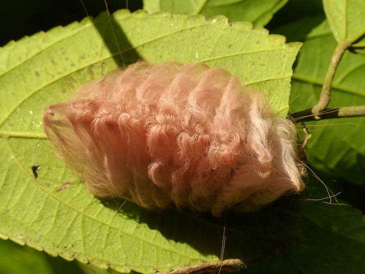 Flannel Moth