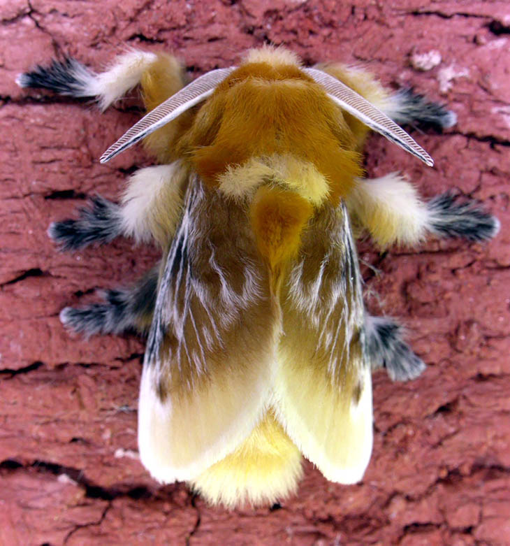 Flannel Moth