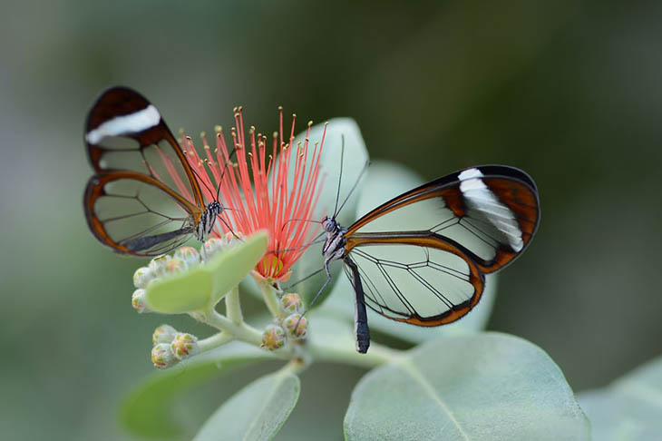 Glass Winged Butterfly