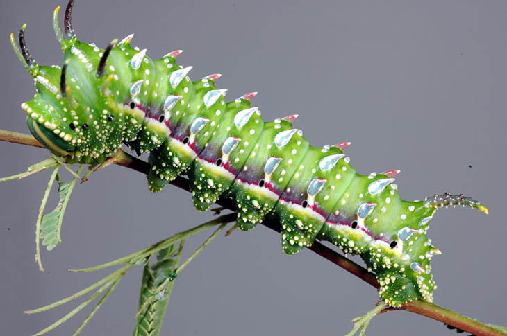 Hubbards Small Silkmoth