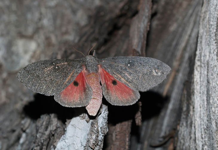 Hubbards Small Silkmoth