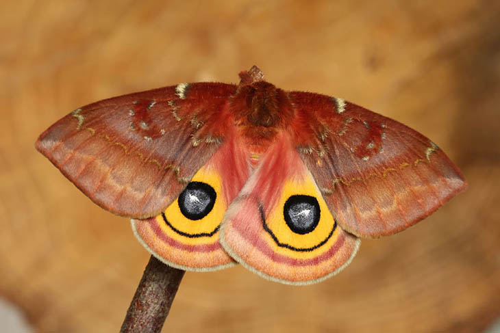 Io Moth