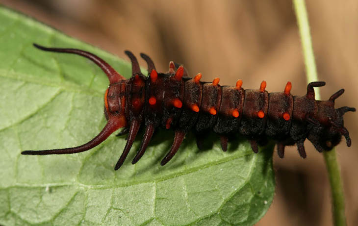 Pipevine Swallowtail