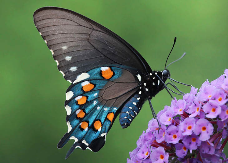 Pipevine Swallowtail