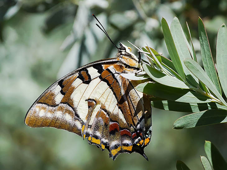 Polyura Sempronius