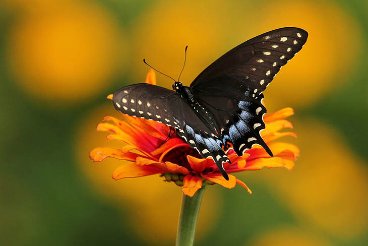 Spicebush Swallowtail