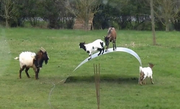 These Goats Really Know How To Have Fun. Never Knew Goats Can Be This Much Intelligent!