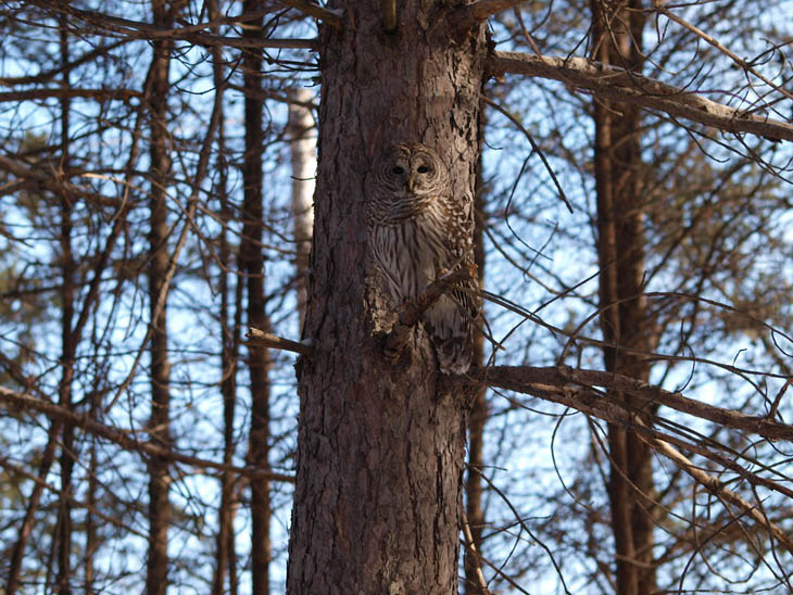 Excellent Examples Of Owl Camouflage