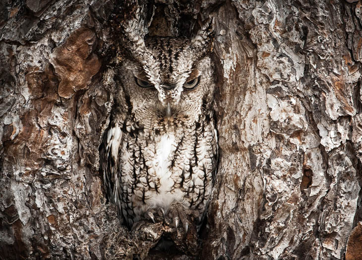 Excellent Examples Of Owl Camouflage