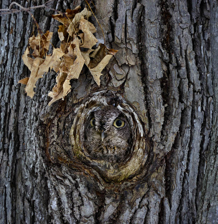 Excellent Examples Of Owl Camouflage