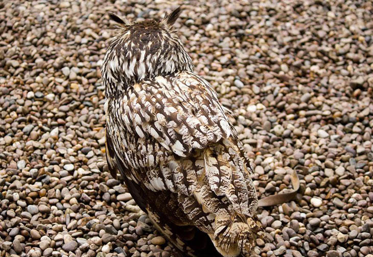 Excellent Examples Of Owl Camouflage