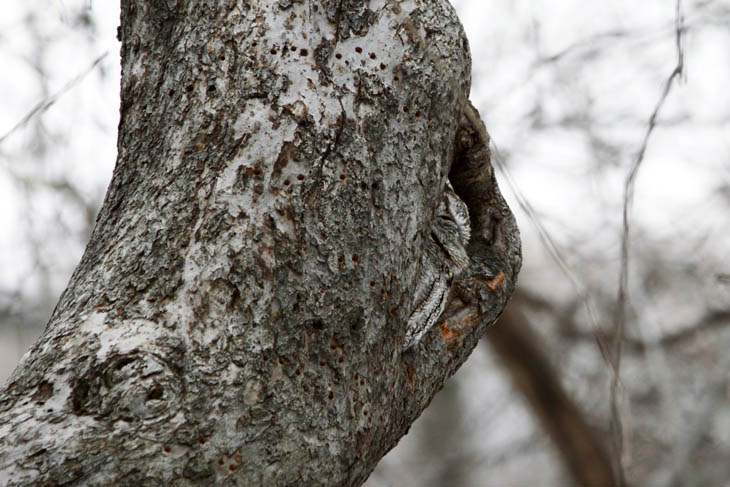 Excellent Examples Of Owl Camouflage