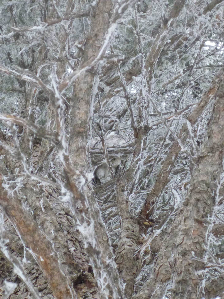 Excellent Examples Of Owl Camouflage