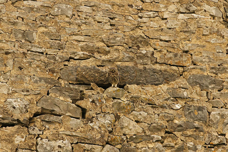 Excellent Examples Of Owl Camouflage