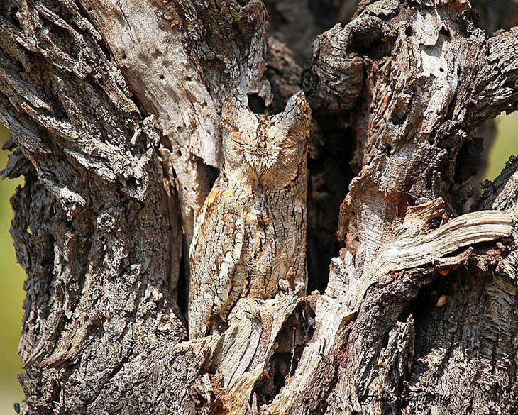 Excellent Examples Of Owl Camouflage