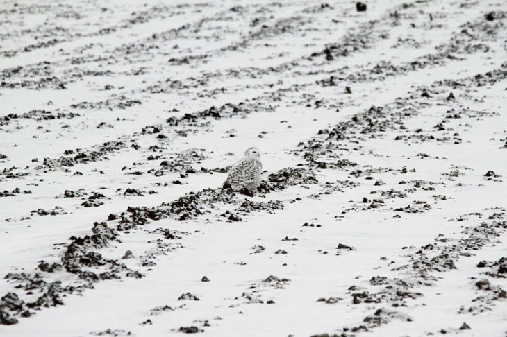 Excellent Examples Of Owl Camouflage