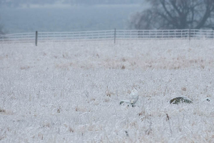 Excellent Examples Of Owl Camouflage