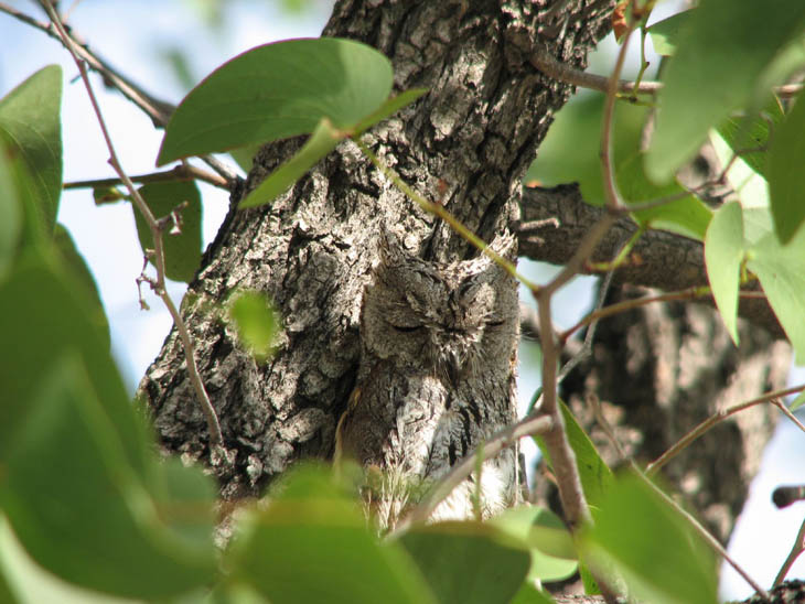 Excellent Examples Of Owl Camouflage