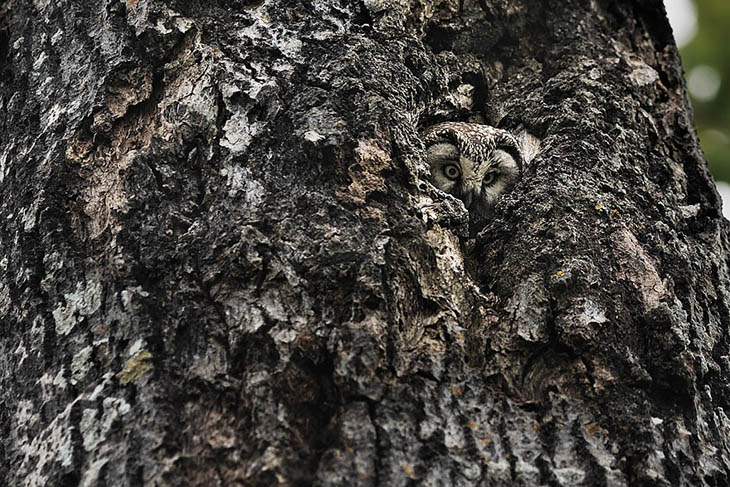 Excellent Examples Of Owl Camouflage