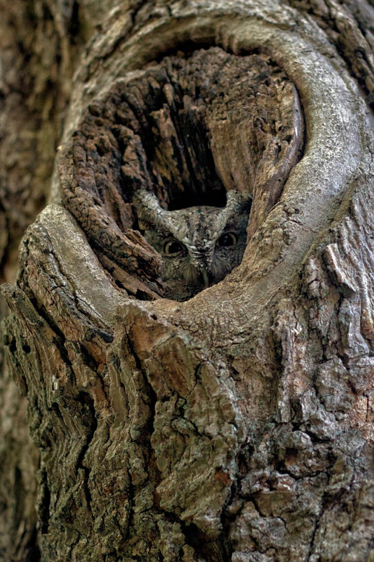 Excellent Examples Of Owl Camouflage