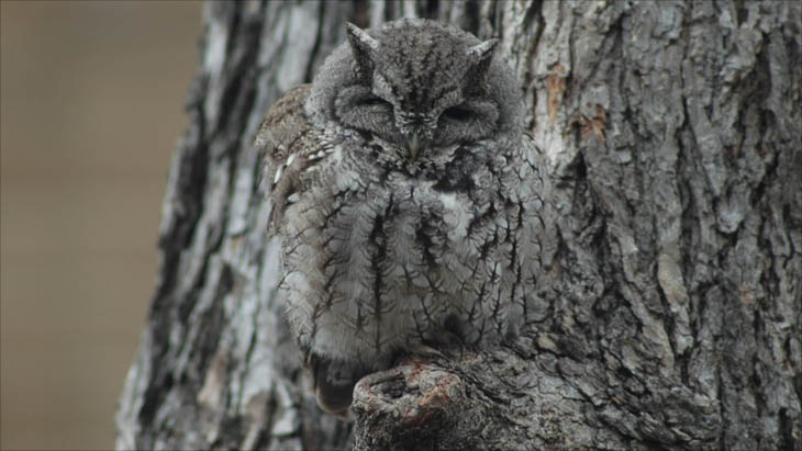 Excellent Examples Of Owl Camouflage