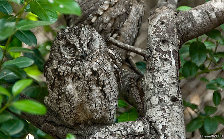 Excellent Examples Of Owl Camouflage