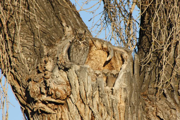 Excellent Examples Of Owl Camouflage