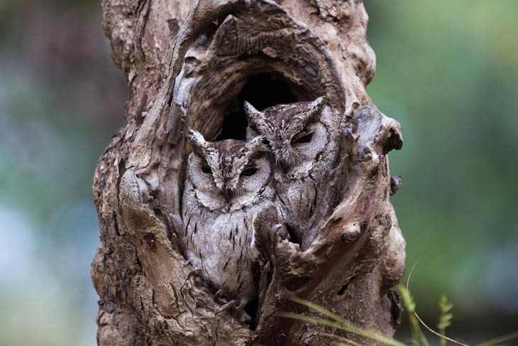 Excellent Examples Of Owl Camouflage