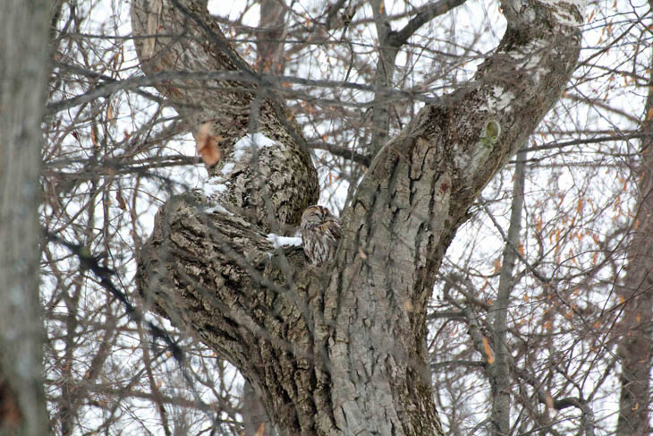 Excellent Examples Of Owl Camouflage