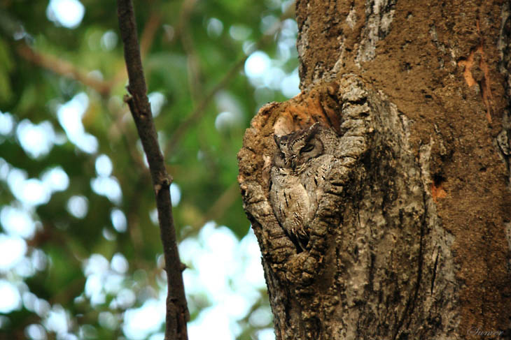 Excellent Examples Of Owl Camouflage