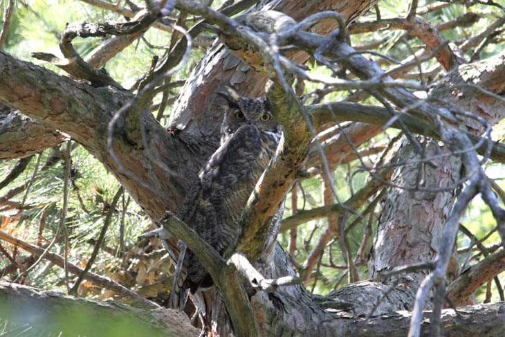 Excellent Examples Of Owl Camouflage