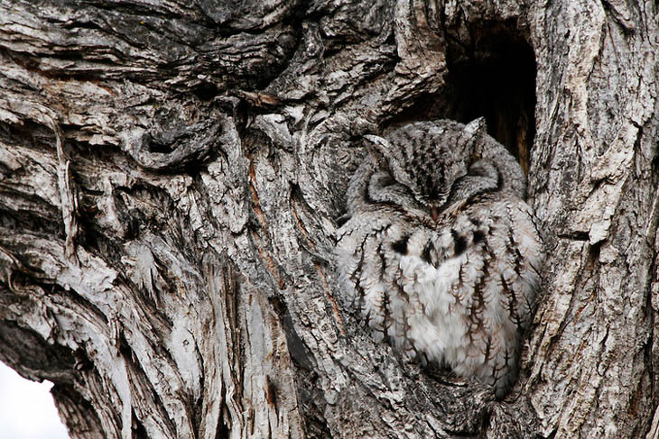 Excellent Examples Of Owl Camouflage