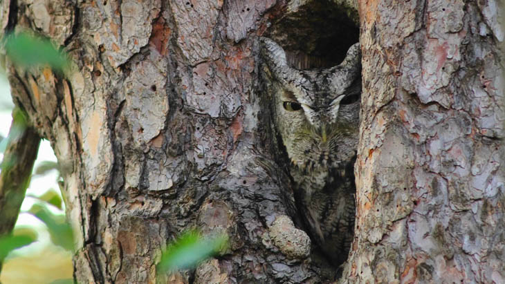 Excellent Examples Of Owl Camouflage
