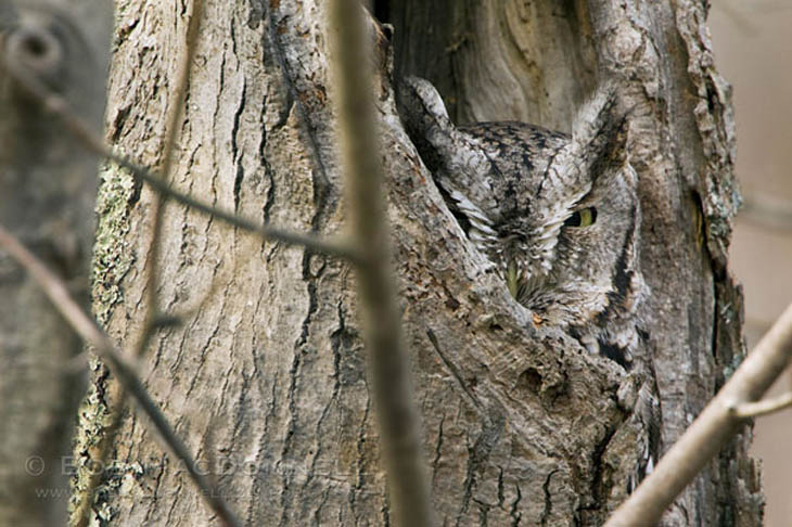 Excellent Examples Of Owl Camouflage