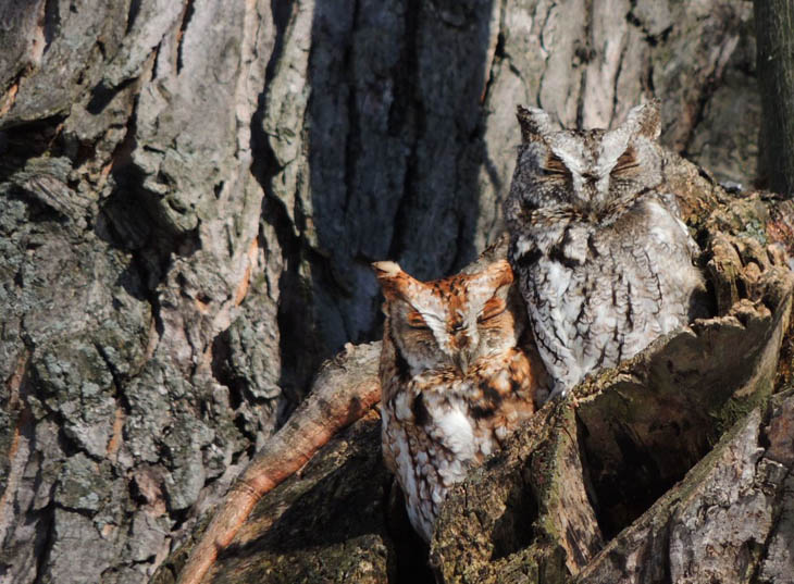 Excellent Examples Of Owl Camouflage