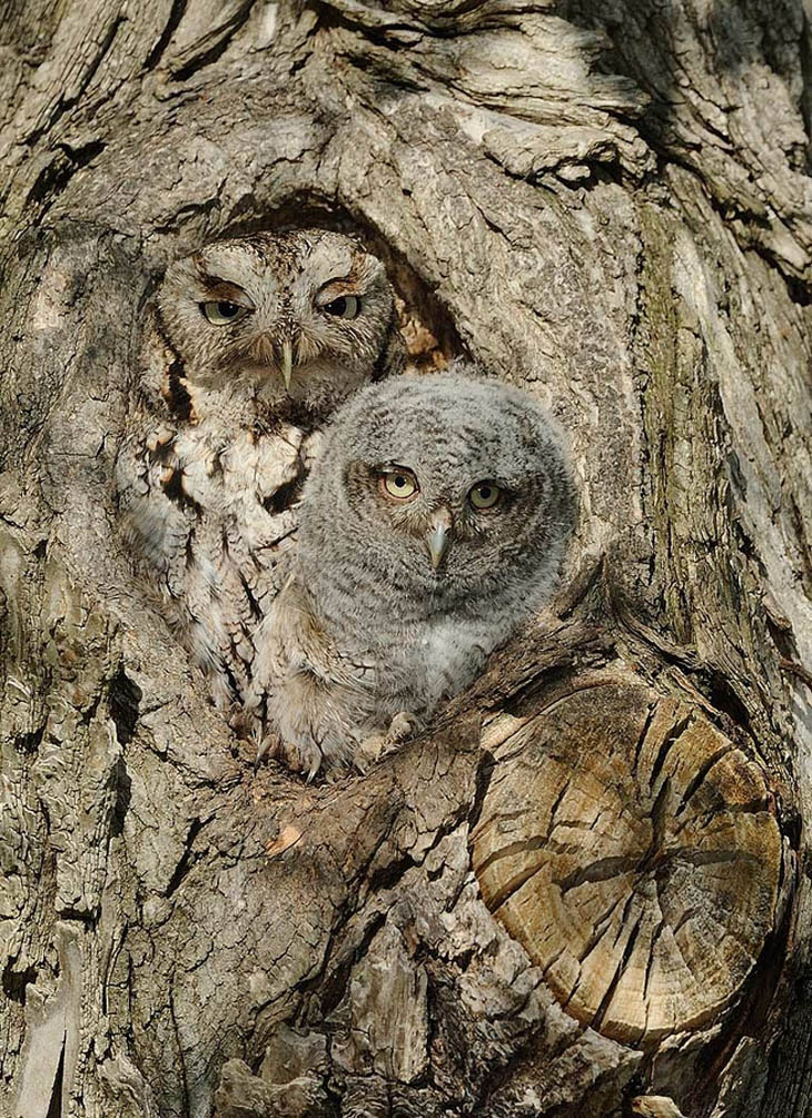 Excellent Examples Of Owl Camouflage