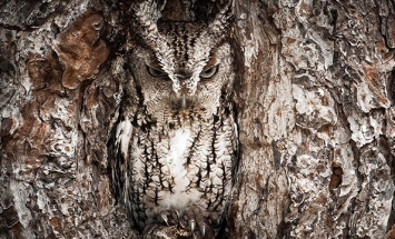 40 Spectacular Examples Of Owl Camouflage. Let’s See How Many You Can Spot?