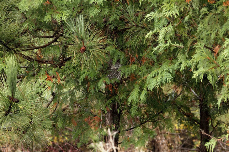 Excellent Examples Of Owl Camouflage