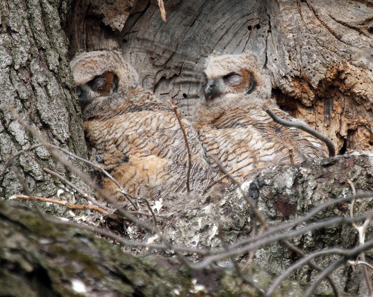 Excellent Examples Of Owl Camouflage