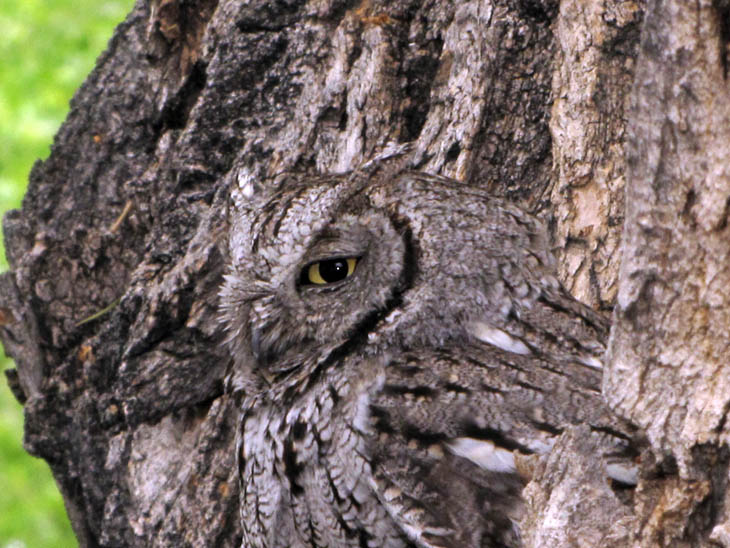 Excellent Examples Of Owl Camouflage