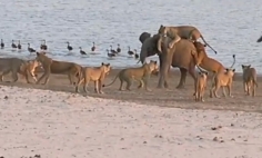 Young Elephant Attacked By 14 Lions, What Happens Next Will Surprise You!